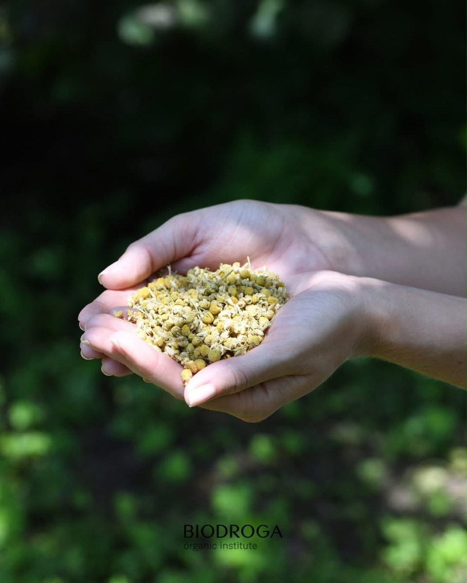 Handen met gedroogde kamillebloemen, ingredient van BIODROGA Organic Institute